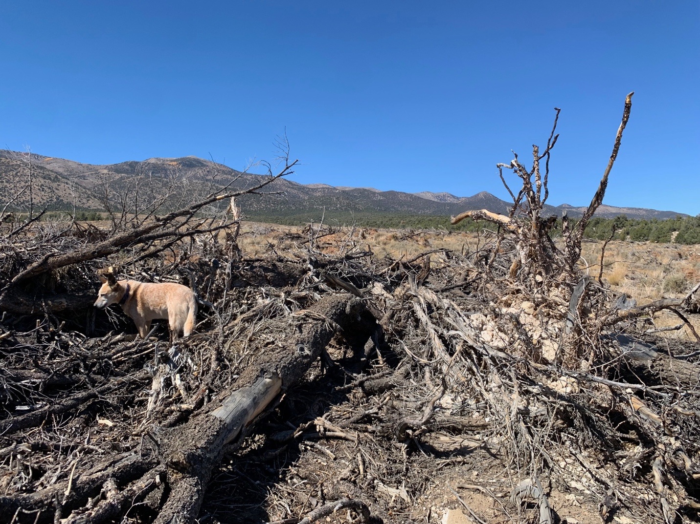 A dog standing in a pile of branches
Description automatically generated
