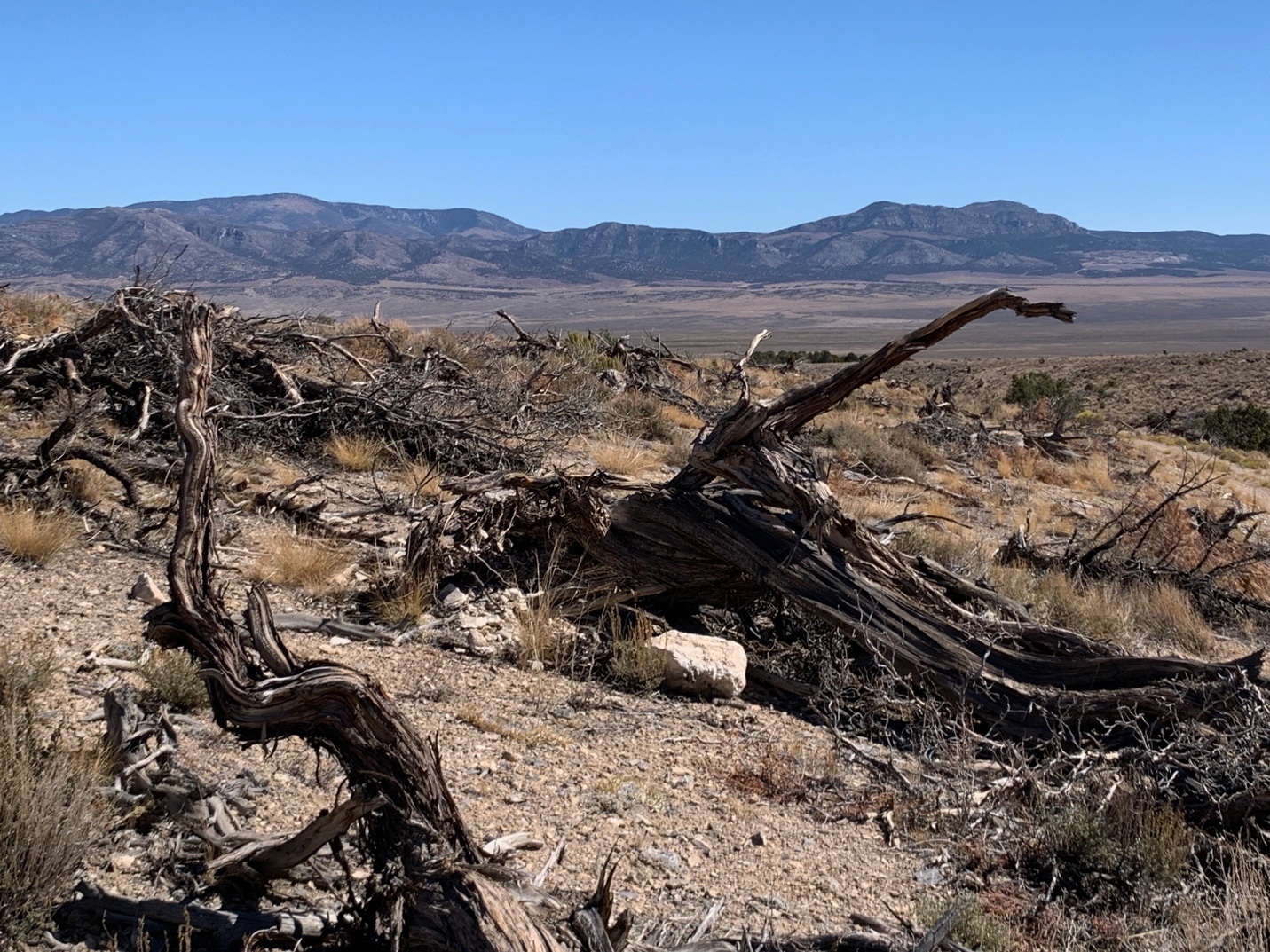 A dry brush landscape with mountains in the background
Description automatically generated