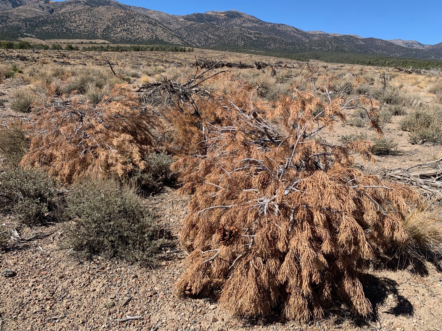 A dry bush in a desert
Description automatically generated