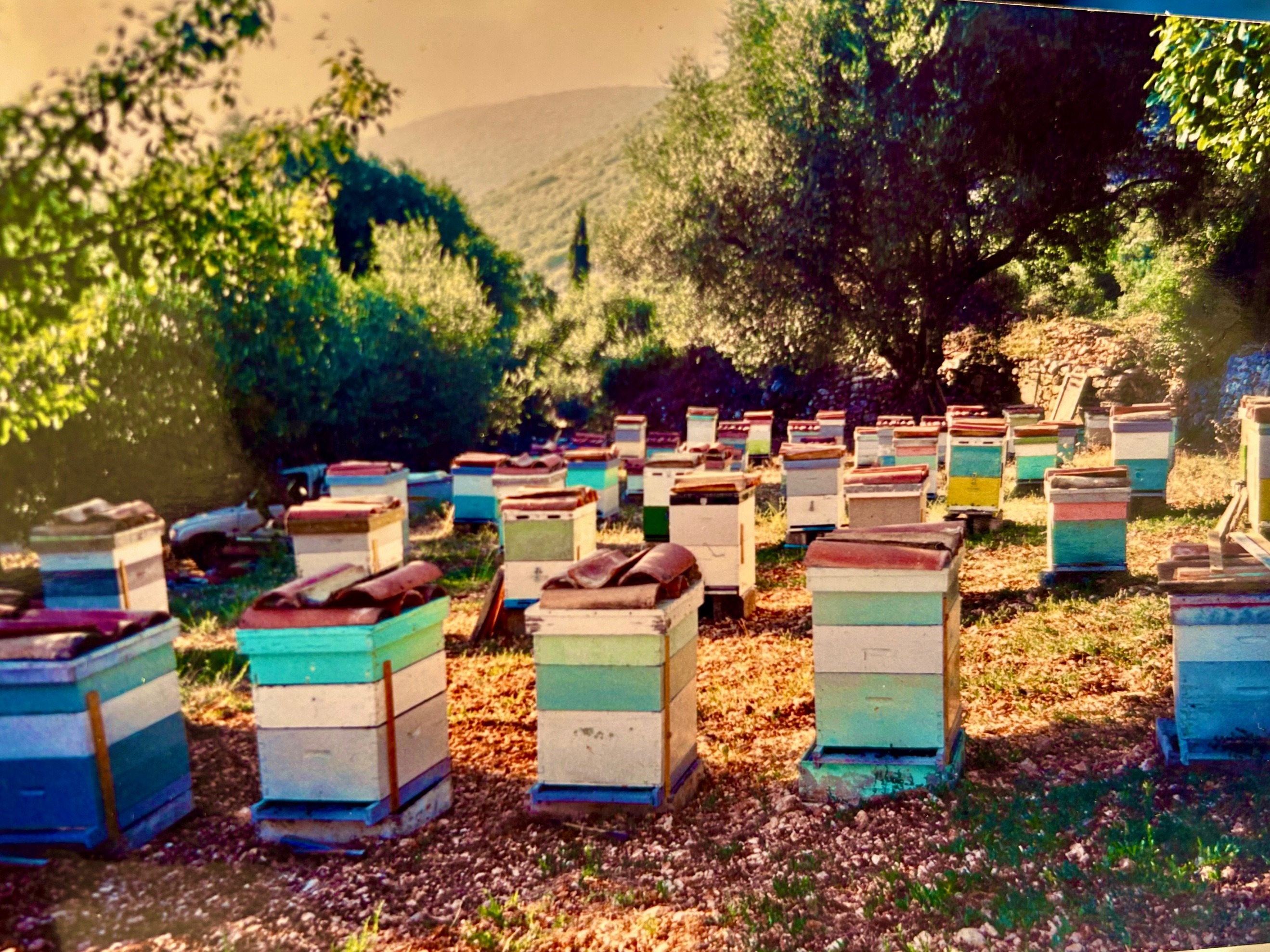 A group of beehives in a field AI-generated content may be incorrect.