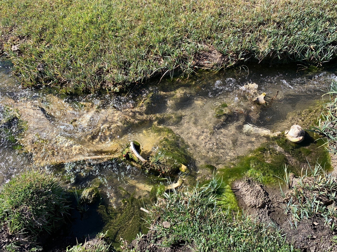 A stream of water with grass
Description automatically generated