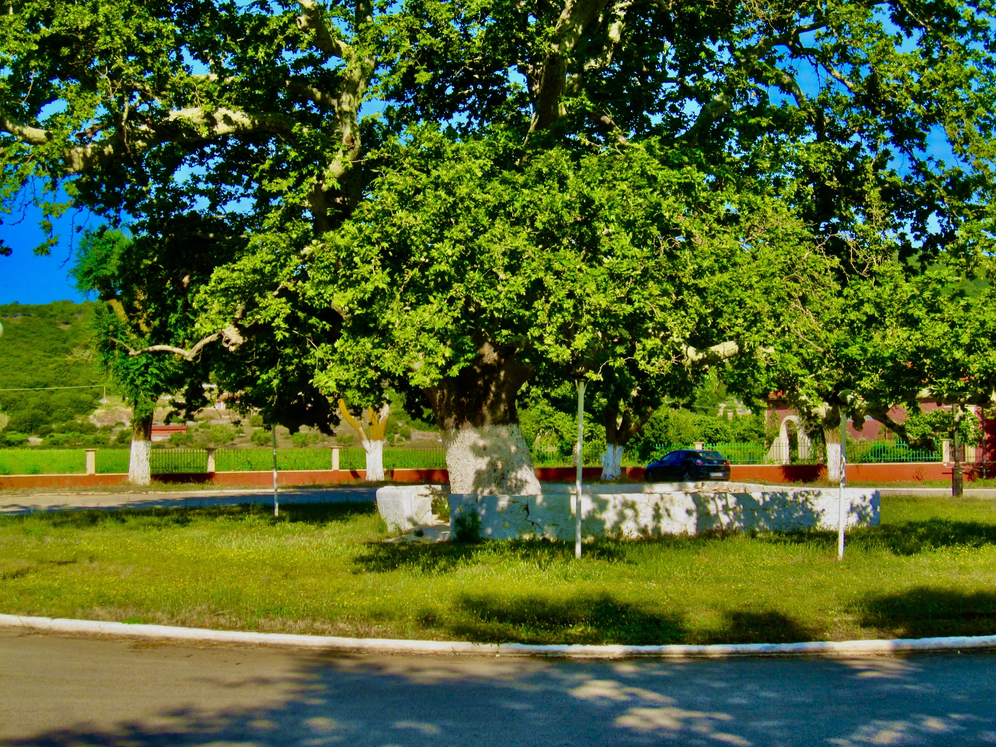 A tree in a park AI-generated content may be incorrect.