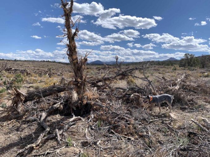 Understanding Public Lands ‘Management’ and Other Hallucinations of Nature