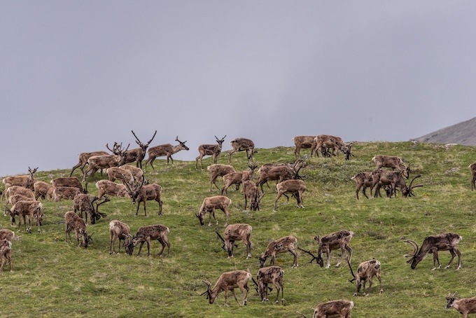 Trump Administration Attacks Iconic Wildlands in Alaska: Placing ANWR, the  Izembek Wilderness, and Gates of the Arctic in Peril
