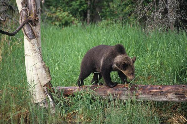 Trump’s Forest Service Wants to Log Next to Glacier National Park