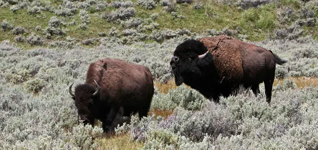 ”Market-Based” Environmentalism = Yellowstone Buffalo Genocide