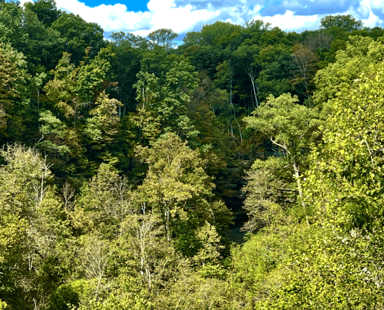 Midwest’s Largest Block of Undisturbed Forest Targeted for Enhanced Protection