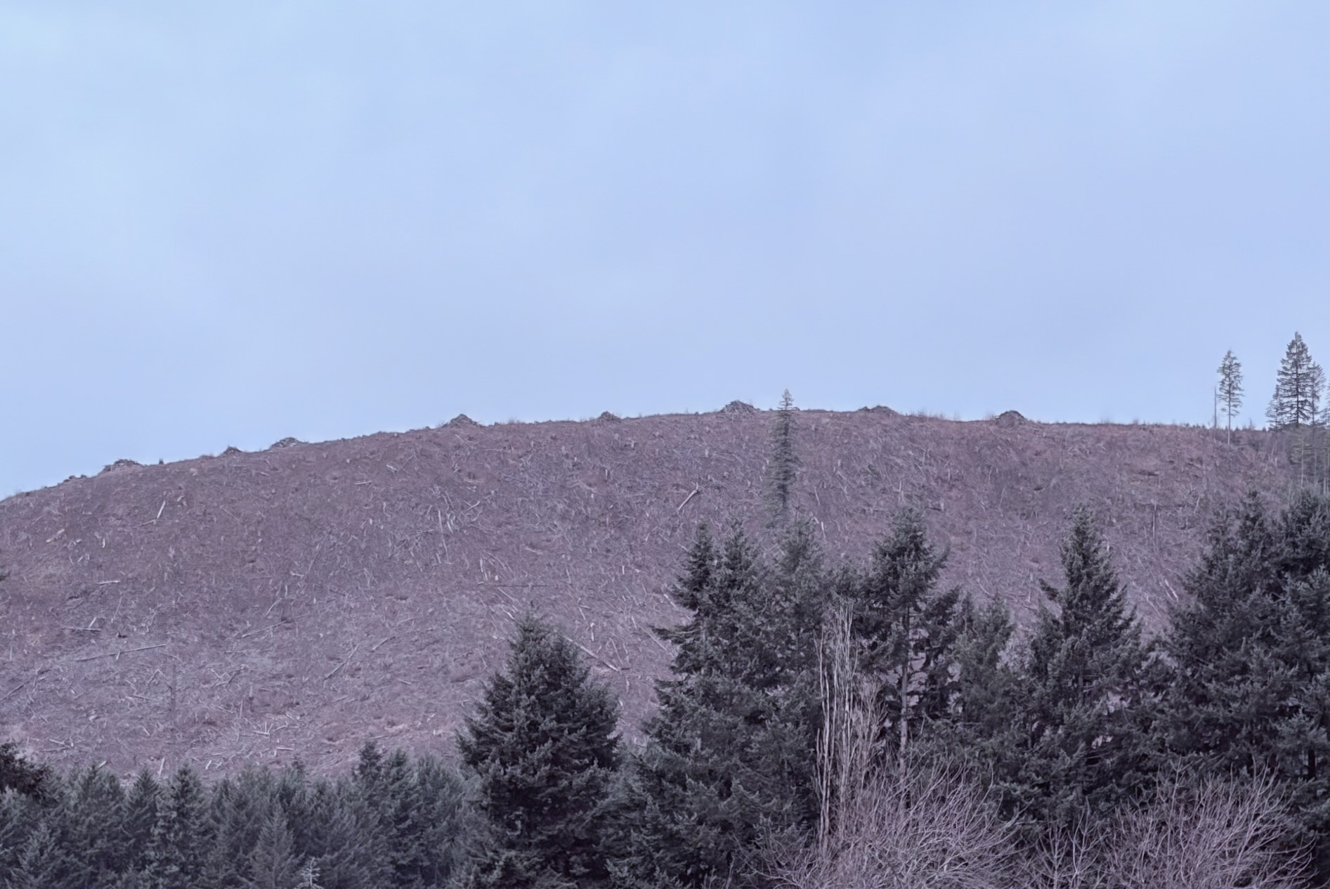 Neurotic Killer Clowns Attack Public Forests