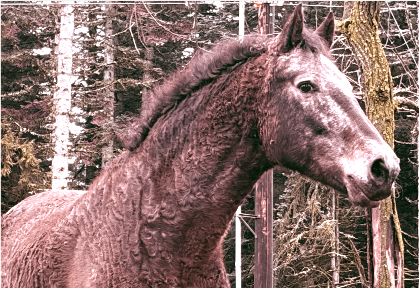 Where the Horses Are Still Running