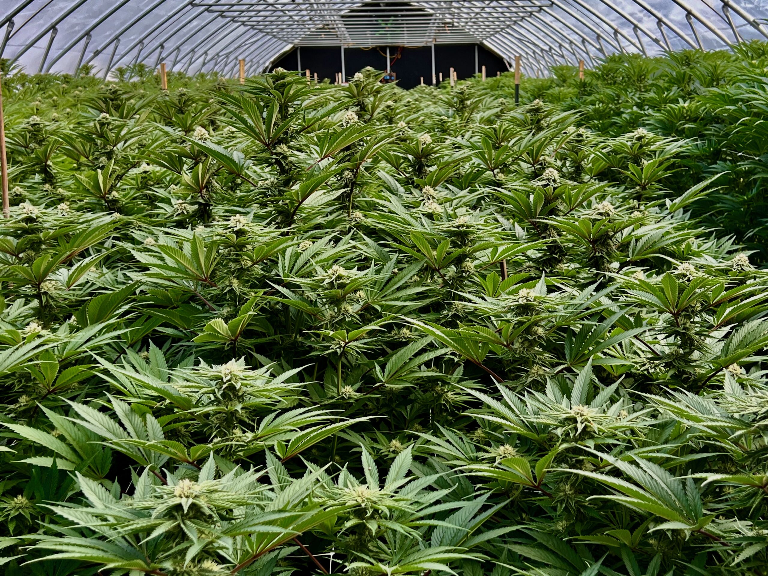 counterpunch.org - Fred Gardner - The Etymology of 420