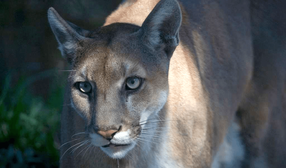 Stop Migrant Warehousing: Listen to the Voices of the Panther Clans