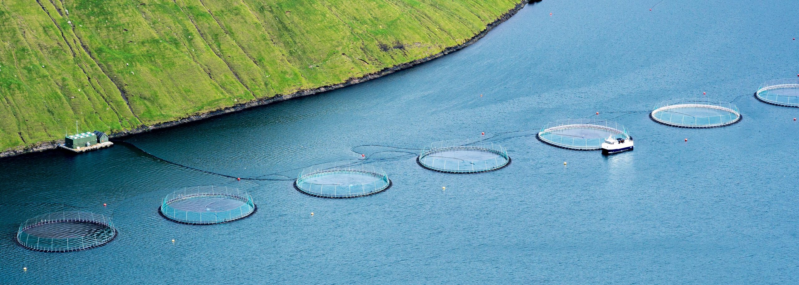 The Environmental and Social Impacts of Fish Farming and Industrial Aquaculture