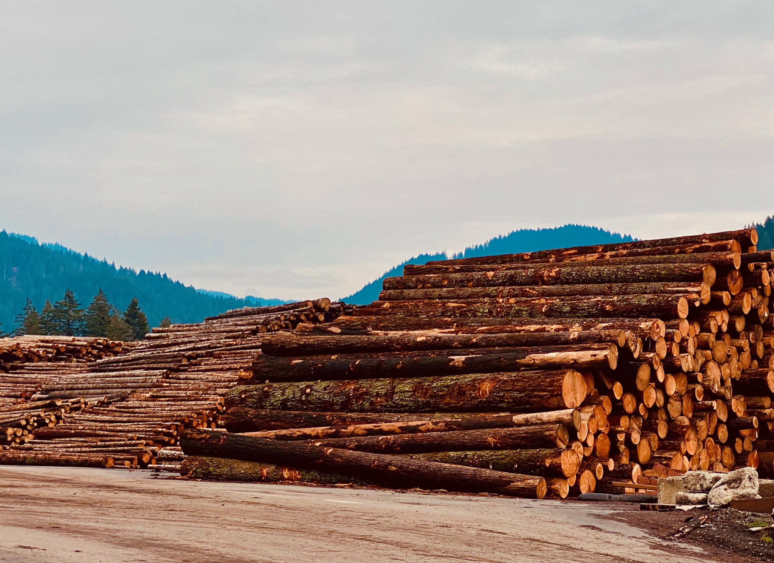 The Latest ‘Sustained Yield’ Scam Will Devastate Montana’s National Forests