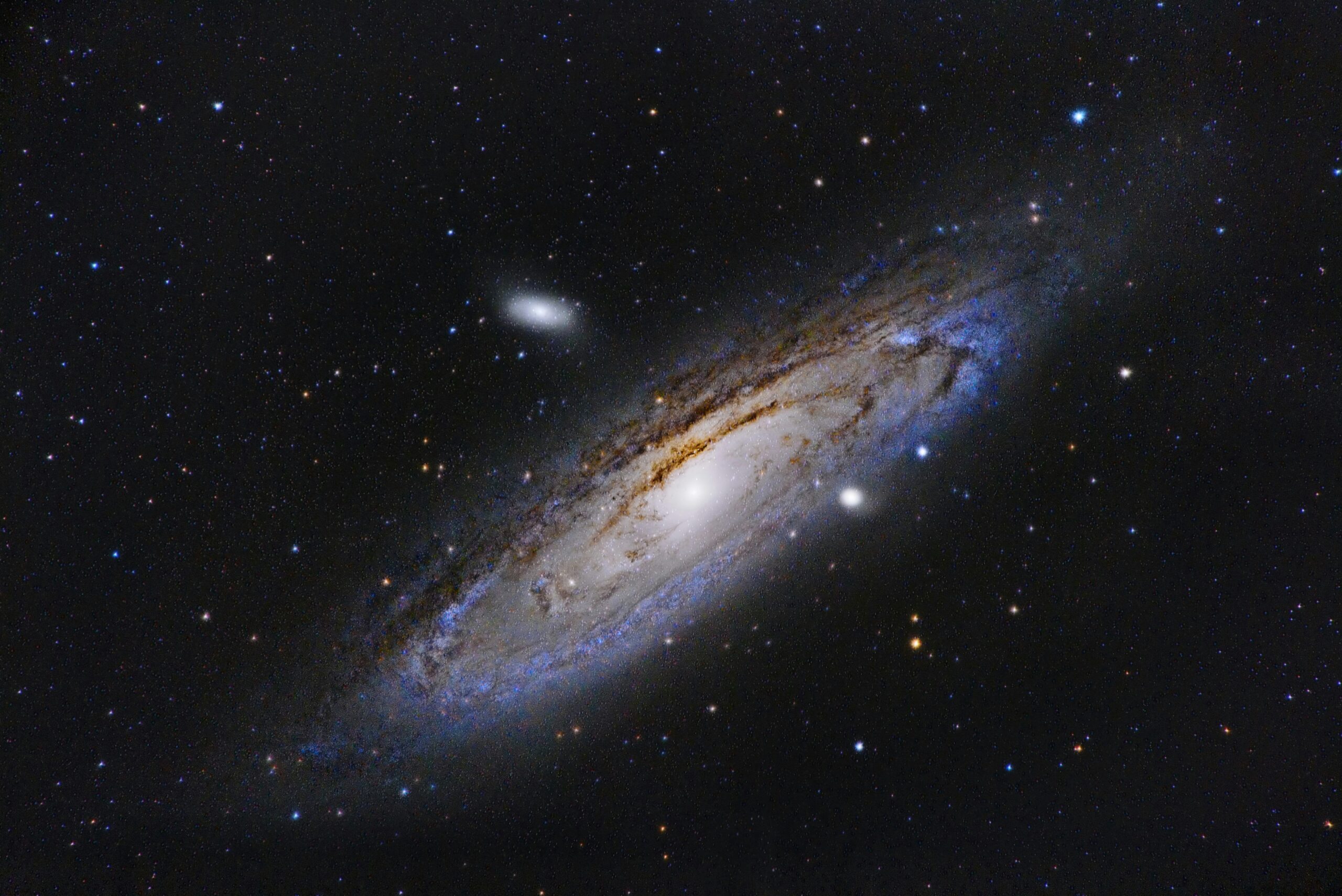 Animals in the Universe