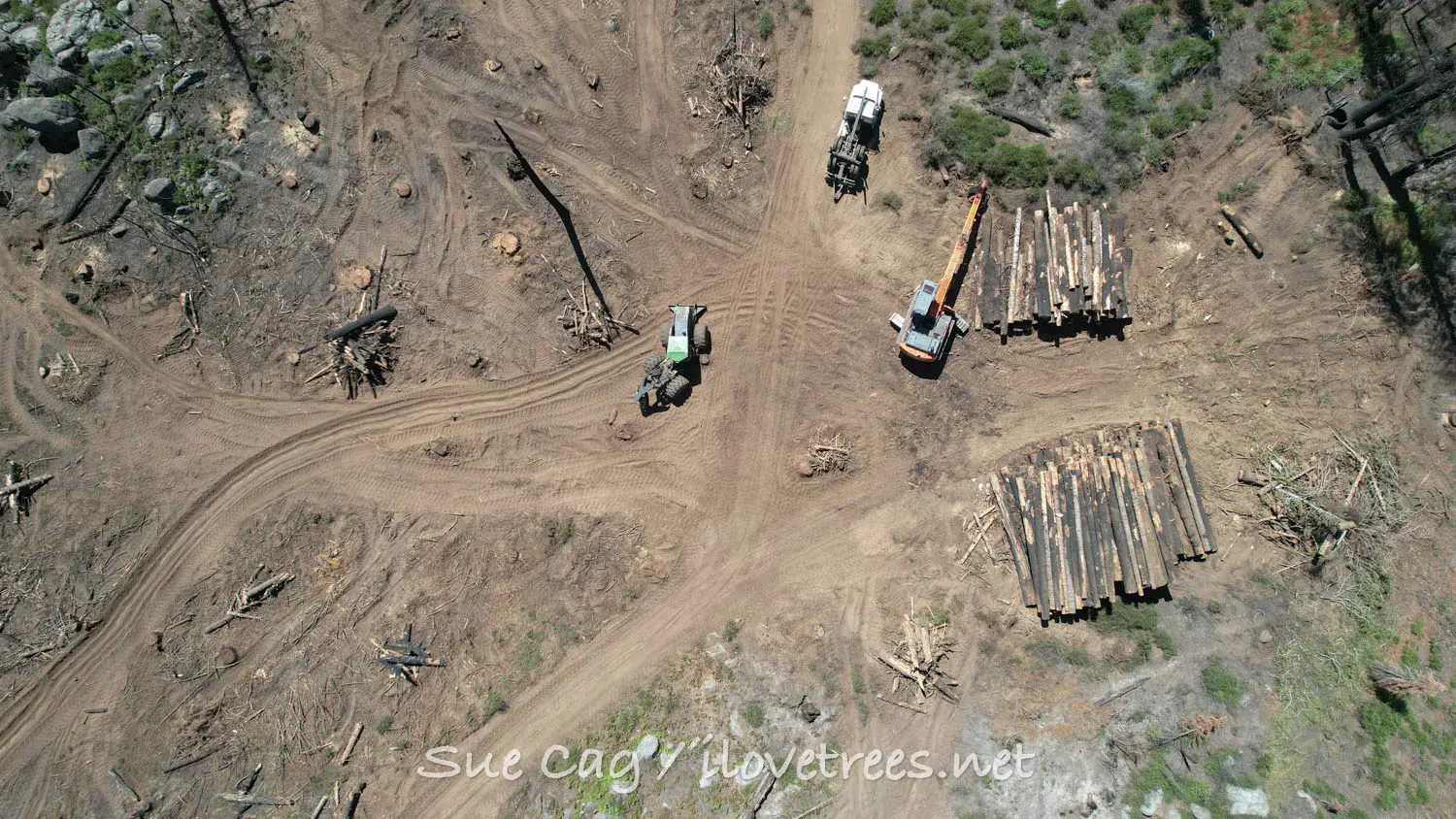 counterpunch.org - Greg King - Logging 'Giant Sticks of Coal': Confronting the Biomass Industry